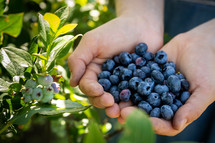  blueberries in cupped hands 