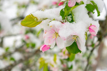 snow on spring blossoms 