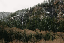 snow on trees on a mountaintop forest