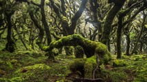 Mystic goblin mossy forest trees in green New Zealand wilderness nature Time lapse
