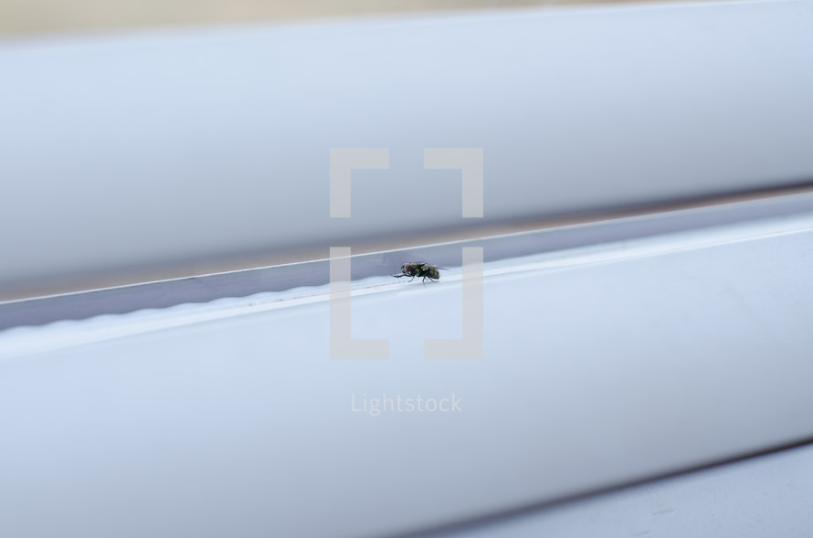A fly sits on a window sill, probably dreaming of making it outside but unaware of his impending doom. 