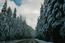 road lined by snowy trees 