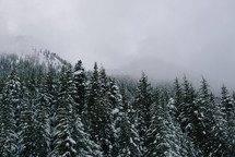 fog over a snowy mountaintop forest 