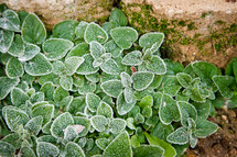 Fuzzy green leaves in a flower bed. 