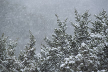 falling snow on evergreen branches 