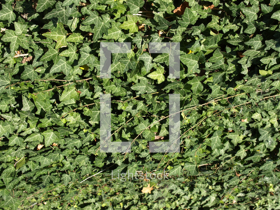 Green ivy 