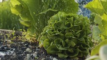 Slow motion of organic lettuce being watered in a small vegetable farm