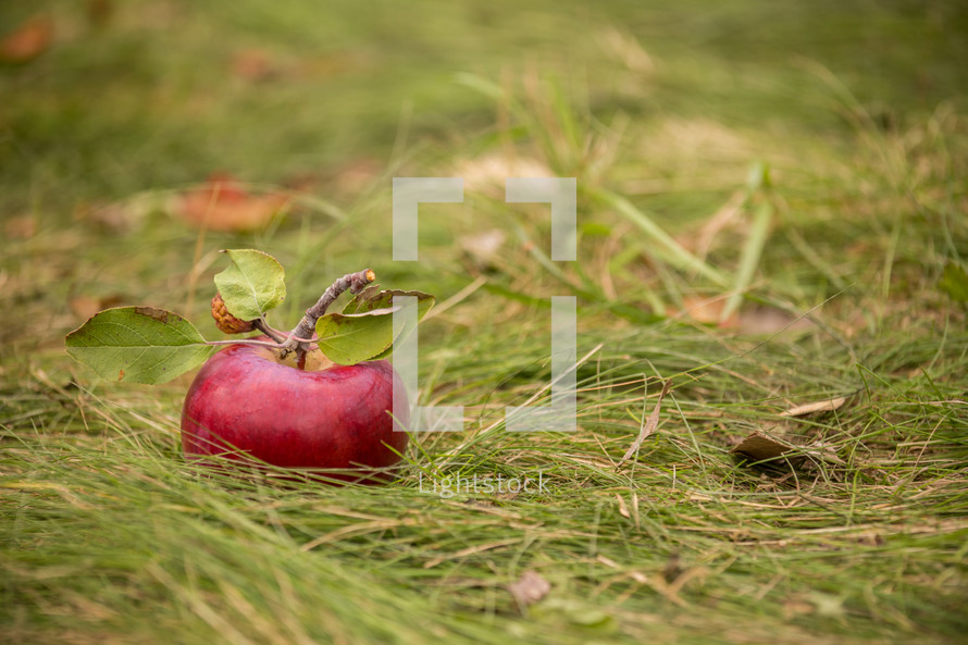 apple in the grass 