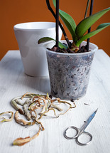 pruning an orchid plant 
