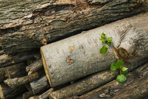 sprout on a log 