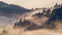 Beauty of misty forest trees in autumn morning light Time lapse
