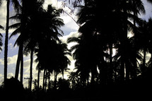 silhouette of tall palm trees