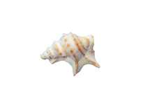 Seashell is standing on a white background showing its spiral pattern