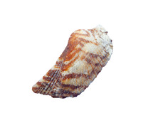 Seashell is laying on a white background showing brown and white wavy stripes