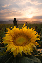 sunflower closeup in a field 