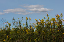 tall yellow flowers in a field 
