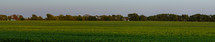 panoramic field of crops 