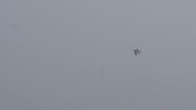 The Western Gull - a large white headed gull that lives on the west coast of North America and the Pacific Ocean flying in the foggy sky