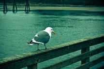 Seagull perched on wooden railing next to water.