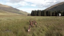 Drone footage of wild deer running in an open field.