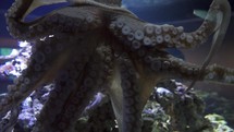The day octopus roams the reefs in tropical waters from Hawaii to East Africa