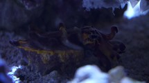a Cuttlefish in Ocean Sea Water