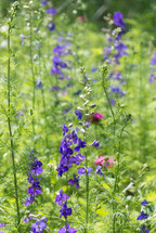 bright purple and pink flowers in a garden with a soft green background