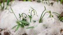 Time lapse of snow melting white snowdrops flowers bloom in spring.

