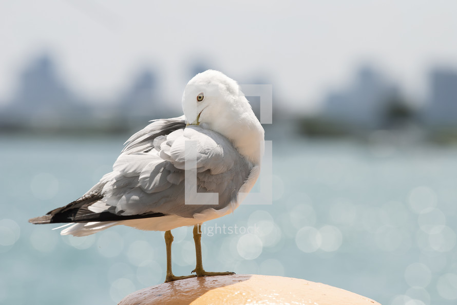 seagull fluffing his feathers