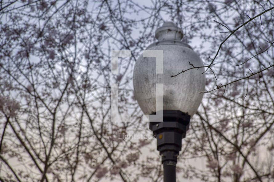 street light and spring blossoms on branches 