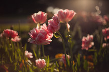 warm sunlight on pink spring flowers 