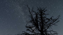 Milky way galaxy moving over tree silhouette in dark night
