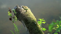 A green lizard crawls on a wood logs.