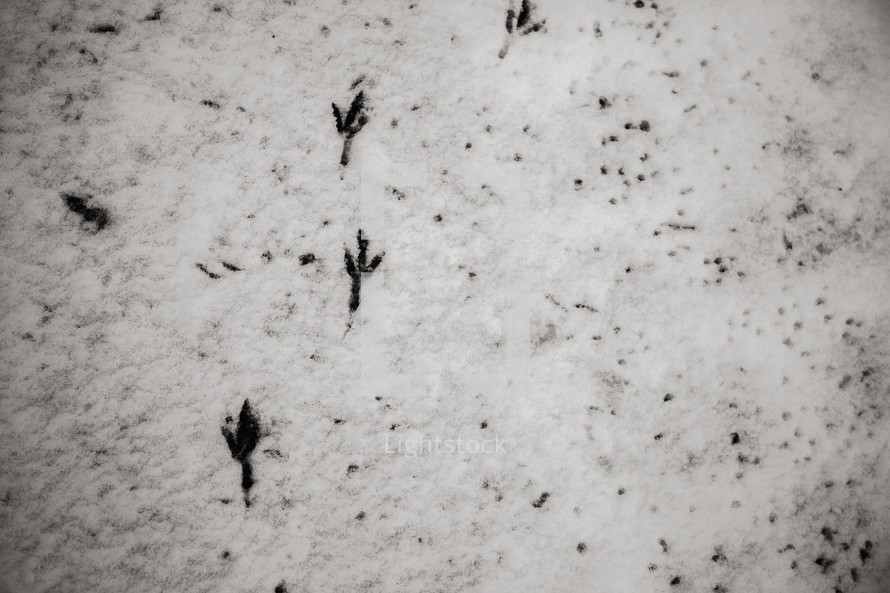 bird footprints in snow 