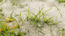 Time lapse of spring snow melting in green grass.
