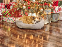 a bulldog sleeping under a Christmas tree 