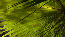 Tropical Palm Fronds bathed in sunlight in the deep woods of a tropical jungle.