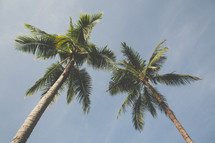 tops of tall palm trees 