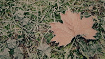 A fallen dried leaf on a ground.