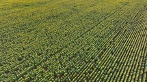 Drone footage over a field of sunflowers.