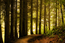 walk through a forest 