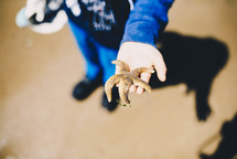 a boy holding a starfish 