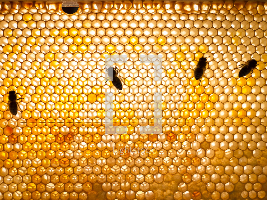 some bees on honeycomb