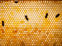 some bees on honeycomb