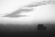 lone tree in a foggy field 