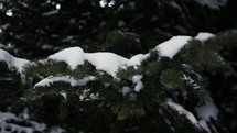snow falling on evergreen trees 
