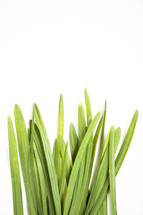 green blades of grass on a white background 