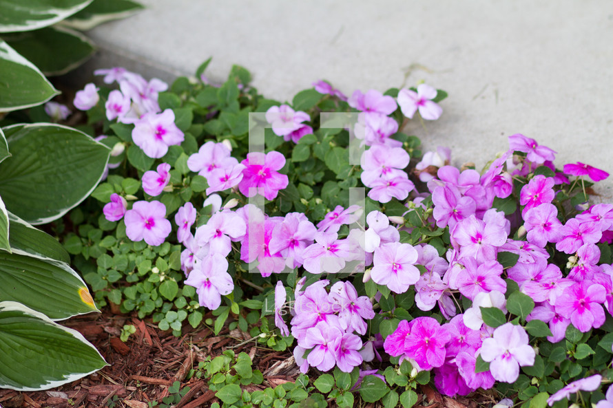 impatiens in a flower bed 