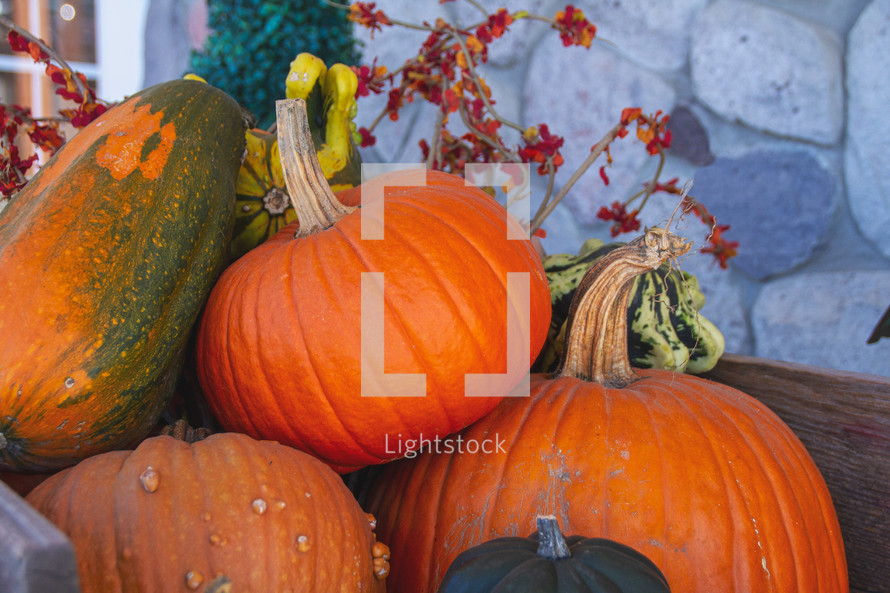 Halloween, Thanksgiving or Fall Autumn harvest pumpkins a festival or party graphic background or social media post idea.