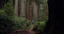 man hiking in a redwood forest 